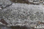 Common script lichen (Graphis scripta)