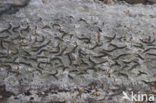 Common script lichen (Graphis scripta)