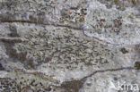 Common script lichen (Graphis scripta)