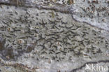 Common script lichen (Graphis scripta)