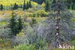 Glacier National Park