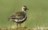 Goudplevier (Pluvialis apricaria) 