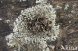 Granietschildmos (Xanthoparmelia conspersa)