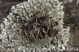 Granietschildmos (Xanthoparmelia conspersa)