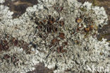 Granietschildmos (Xanthoparmelia conspersa)