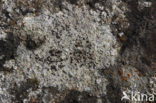 Lecanora gangaleoides