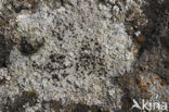 Lecanora gangaleoides