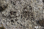 Lecanora gangaleoides