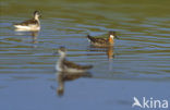 Red-necked Phalarope (Phalaropus lobatus)