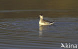 Grauwe Franjepoot (Phalaropus lobatus)