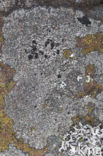 Lecidella scabra