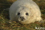 Grey Seal (Halichoerus grypus)