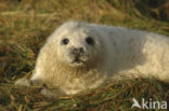 Grey Seal (Halichoerus grypus)