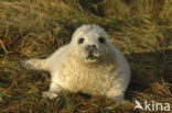 Grey Seal (Halichoerus grypus)