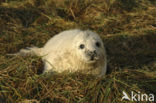 Grey Seal (Halichoerus grypus)