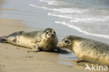 Grey Seal (Halichoerus grypus)