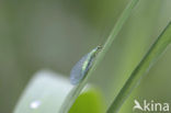 common green lacewing (Chrysoperia carnea)