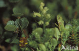 Groene nachtorchis (Coeloglossum viride) 