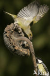 European Greenfinch (Carduelis chloris)