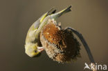 Groenling (Carduelis chloris)