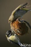 Groenling (Carduelis chloris)