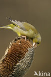 European Greenfinch (Carduelis chloris)