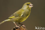 Groenling (Carduelis chloris)