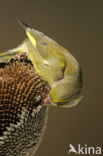 European Greenfinch (Carduelis chloris)