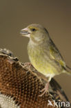 European Greenfinch (Carduelis chloris)