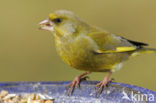 Groenling (Carduelis chloris)