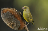 European Greenfinch (Carduelis chloris)