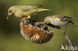 European Greenfinch (Carduelis chloris)