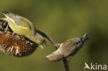 European Greenfinch (Carduelis chloris)