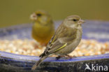 European Greenfinch (Carduelis chloris)