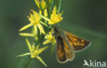 Groot dikkopje (Ochlodes faunus)