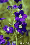 Groot spiegelklokje (Legousia speculum-veneris) 