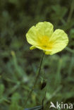 Groot zonneroosje (Helianthemum nummularium nummularium)