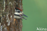 Grote Bonte Specht (Dendrocopos major)