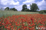 Grote klaproos (Papaver rhoeas)