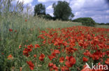 Grote klaproos (Papaver rhoeas)