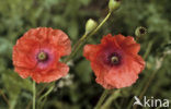 Grote klaproos (Papaver rhoeas)