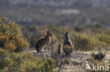 Patagonian mara