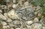 Sandwich Tern (Sterna sandvicensis)