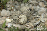 Sandwich Tern (Sterna sandvicensis)