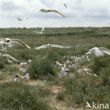 Grote Stern (Sterna sandvicensis) 