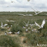 Sandwich Tern (Sterna sandvicensis)