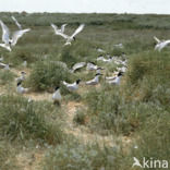 Sandwich Tern (Sterna sandvicensis)