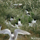 Sandwich Tern (Sterna sandvicensis)