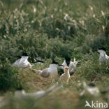 Sandwich Tern (Sterna sandvicensis)