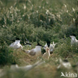 Grote Stern (Sterna sandvicensis) 